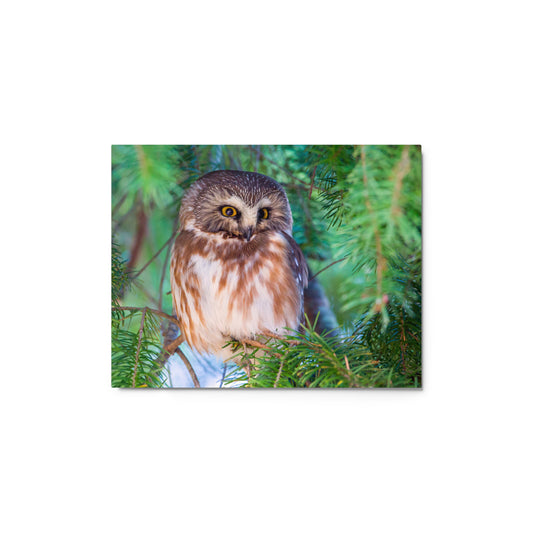 Northern Saw-Whet Owl Metal Art Print