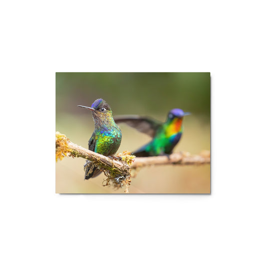 Fiery-throated Hummingbird Metal Art Print