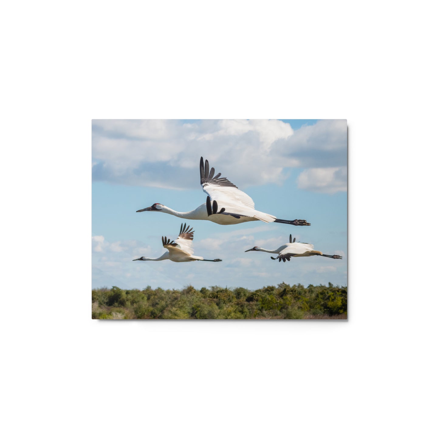 Whooping Cranes Metal Art Print