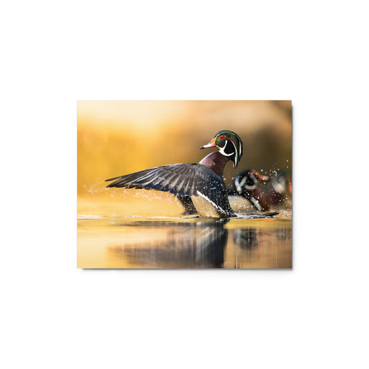 Wood Ducks Metal Art Print